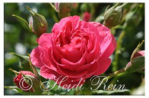 Rosarium Uetersen (1)